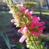Erica mammosa